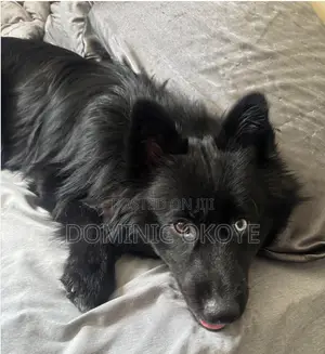 3-6 months Female Purebred American Eskimo