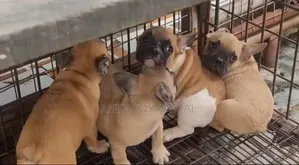 1-3 months Female Purebred French Bulldog