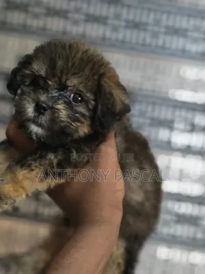 1-3 months Female Purebred Lhasa Apso