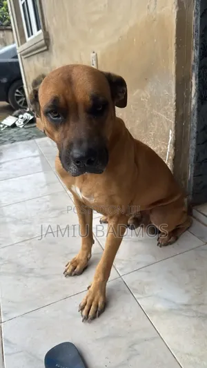 1+ year Male Purebred Boerboel