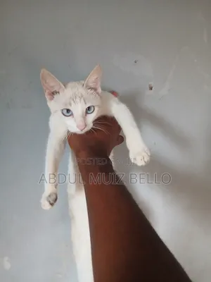 3-6 months Female Mixed Breed Cat