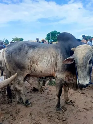 Healthy Cow
