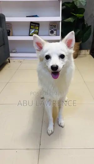 6-12 months Female Purebred American Eskimo