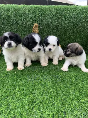 1-3 months Female Purebred Lhasa Apso