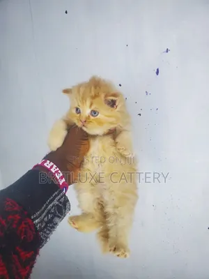 1-3 months Male Mixed Breed Cat