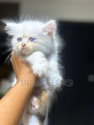 1-3 months Female Purebred Persian
