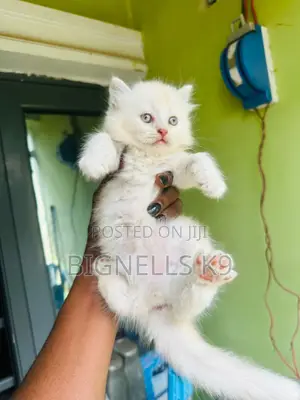 1-3 months Male Purebred Persian
