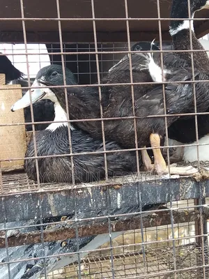 Ducks(foreign Ducks)