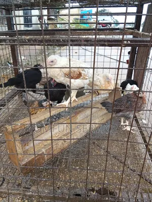 Fowls( Local Fowl,adiye Ibile)
