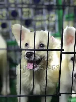 1-3 months Female Purebred American Eskimo