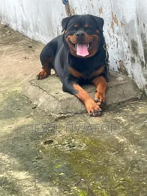 6-12 months Female Purebred Rottweiler