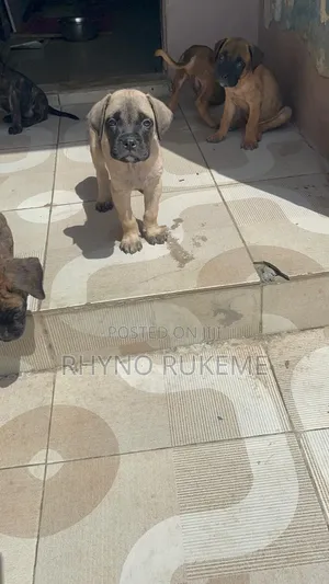 1-3 months Male Purebred Boerboel