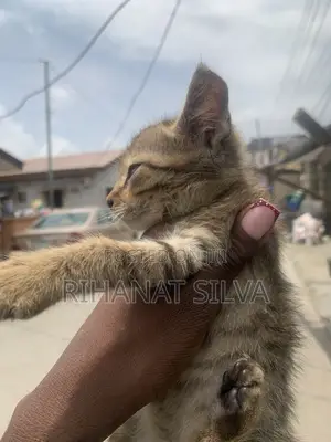 1-3 months Male Mixed Breed Tabby