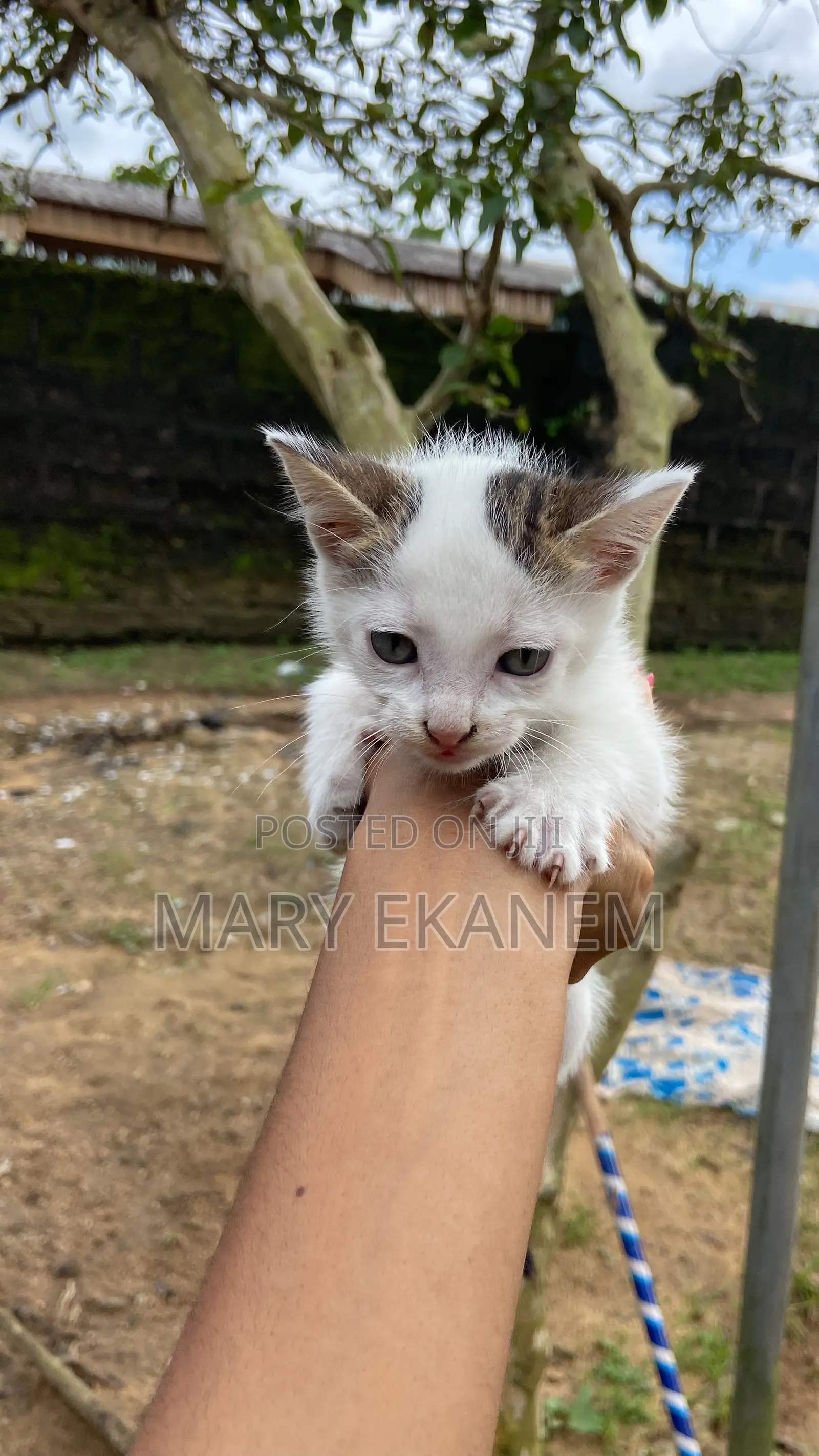 0-1 month Female Purebred Tabby