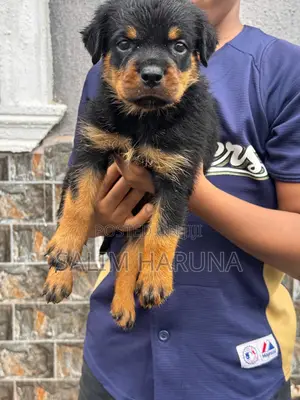 1-3 months Female Purebred Rottweiler
