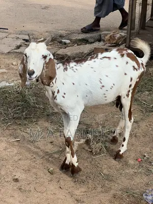 Goats for Sale