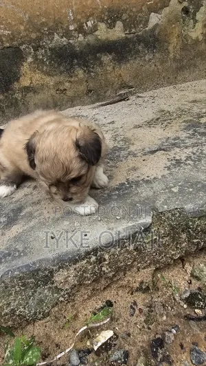 1-3 months Female Purebred Lhasa Apso