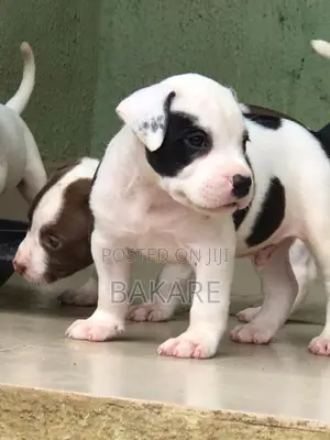 1-3 months Male Purebred American Bully