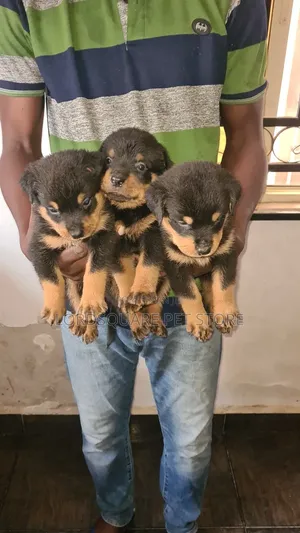 0-1 month Female Purebred Rottweiler