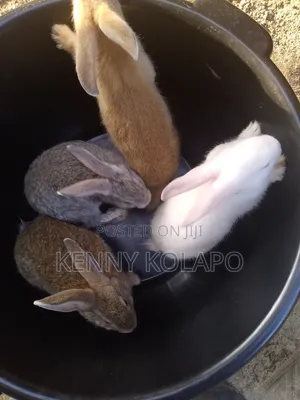 Healthy Rabbits Available for Sale
