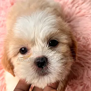 1-3 months Female Purebred Lhasa Apso