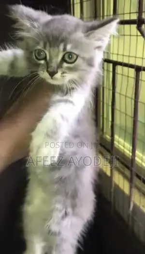 3-6 months Male Purebred Turkish Angora
