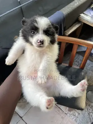 1-3 months Female Mixed Breed Border Collie