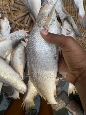 Fresh Croaker