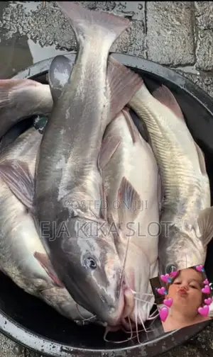 Fresh River Cat Fish