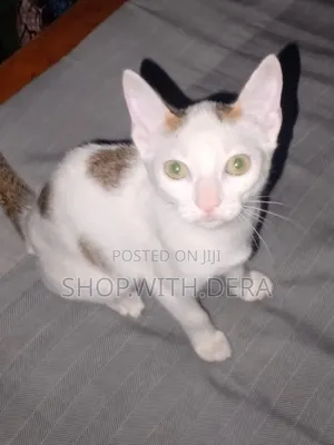 3-6 months Female Mixed Breed Cat