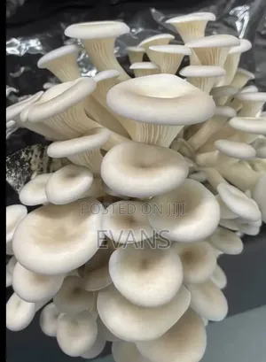 Mushrooms.