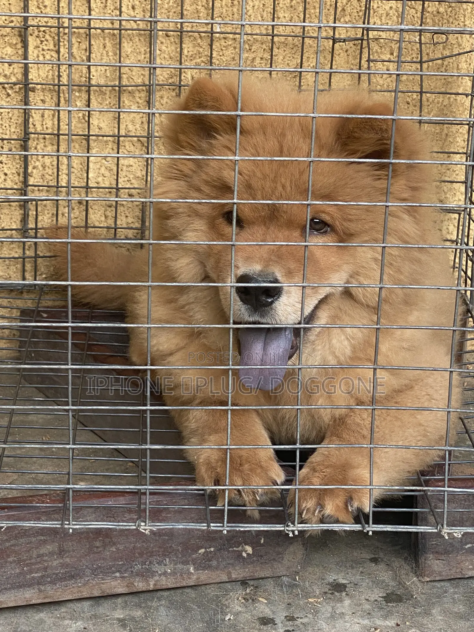Boarding for Pets