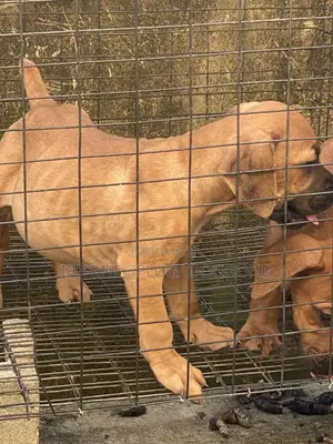 Boarding for Pets