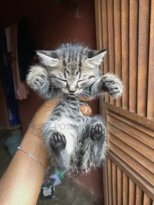 0-1 month Male Purebred American Shorthair