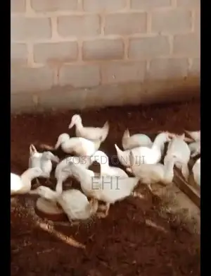 Adult Pekin Ducks for Sale