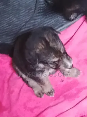 0-1 month Female Mixed Breed German Shepherd