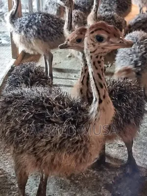 Ostrich Bird 2 Month to 3 Month Old