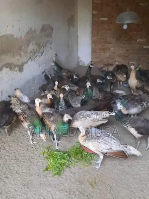 Peacock Beds Two Ways to 5 Month Old