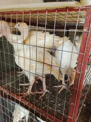6 Weeks Foreign (Imported) Turkeys
