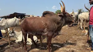 Big Cows Available for Sale