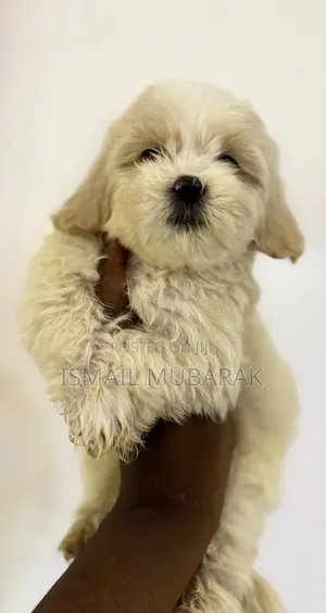 1-3 months Male Purebred Lhasa Apso