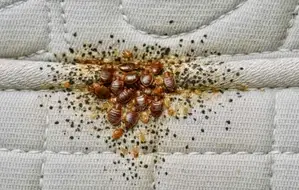 Lesekese Bedbugs and Cockroaches Instant Killer - 500ml