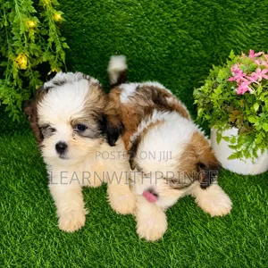 1-3 months Male Purebred Lhasa Apso