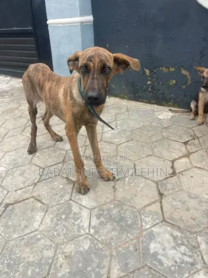 3-6 months Male Mixed Breed Boerboel