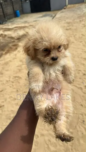 1-3 months Male Purebred Lhasa Apso