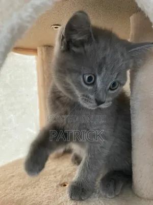 1-3 months Female Purebred British Shorthair