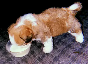 1-3 months Male Purebred Lhasa Apso