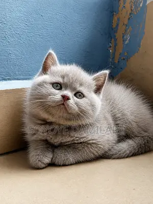 1-3 months Male Purebred British Shorthair