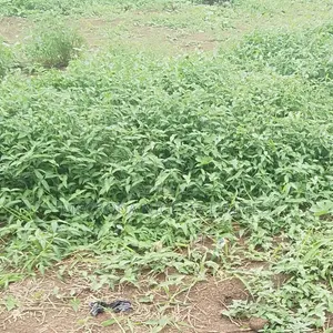A Small Parcel of Land at Awuse