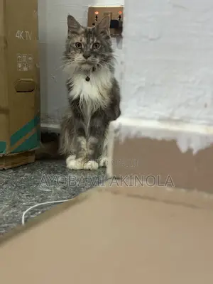 6-12 months Female Purebred Maine Coon